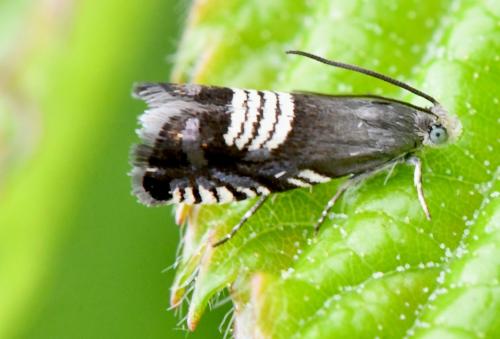 Réf. 358 724 : Grapholita compositella